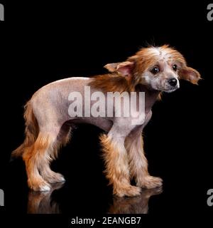 Chinesischer ausgeruhter Welpe, der seitlich auf schwarzem Hintergrund steht. Stockfoto