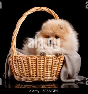 Pommersche Spitz Welpe schaut beiseite, während sie in einem Weidenkorb sitzt. Stockfoto