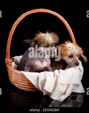 Porträt von zwei erstaunlichen chinesischen Crested Welpen sitzen in einem Weidenkorb auf einem schwarzen Hintergrund. Stockfoto