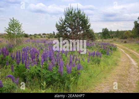 Lupinen mit rosa, lila und blauen Blumen auf einem Hintergrund von Grün wächst auf der Seite der Straße. Schönheit der Natur. Sommerzeit Stockfoto