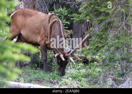 Colorado Rocky Mountain Elch im Samt Stockfoto