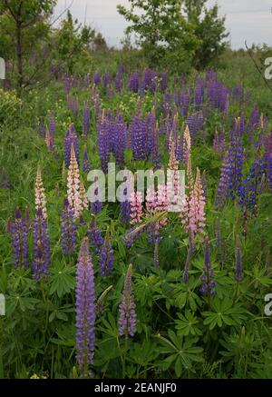 Schöne wilde Lupinen mit rosa, lila und blauen Blüten. Schönheit der Natur. Auf Dem Land Stockfoto