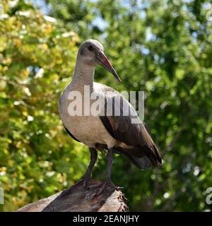 Hadeda Ibis Stockfoto