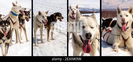 Husky im Harness, der auf dem Schnee ruht Stockfoto