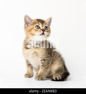 Kitten golden getickt britische Chinchilla gerade sitzt auf einem weißen Hintergrund. Stockfoto