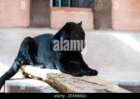 Schöner schwarzer Panther im Zoo Stockfoto