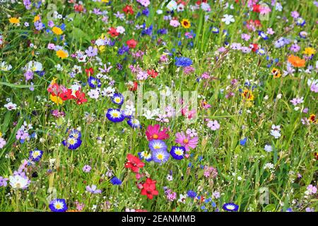 Bunte Blumenwiese in der Grundfarbe Grün mit verschiedenen Wildblumen. Stockfoto