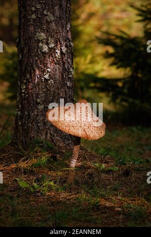 Macrolepiota procera, der Sonnenschirm Pilz Stockfoto