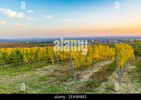 Weinberg bei Unterretzbach im Weinviertel, Oberösterreich Stockfoto