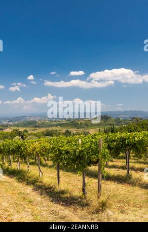 Weinberg in der Nähe von San Gimignano, Toskana, Italien Stockfoto