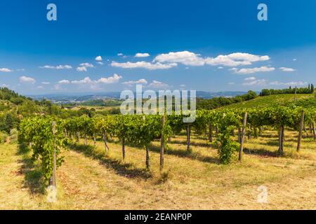 Weinberg in der Nähe von San Gimignano, Toskana, Italien Stockfoto