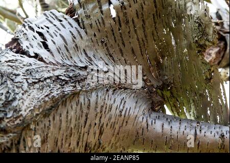 Verfallende Baumrinde im Beckenham Palace Park, Lewisham Stockfoto