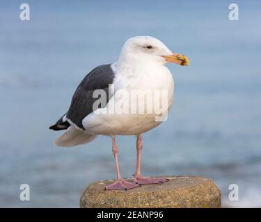 Möwe (Larus occidentalis), im nicht-brütenden erwachsenen Gefieder, Monterey Bay, Monterey, California, Vereinigte Staaten von Amerika, Nordamerika Stockfoto