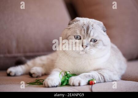 Katze ist es leid, mit dem Spielzeug zu spielen und auf der Couch zu ruhen. Stockfoto