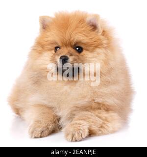 Niedliche kleine pommersche spitz Welpen liegt auf einem weißen Hintergrund. Stockfoto