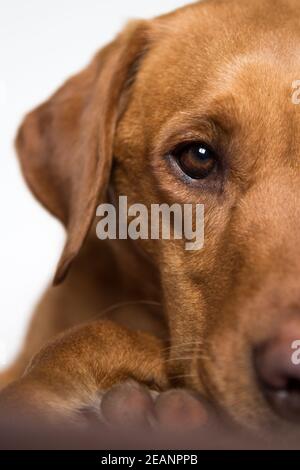 Nahaufnahme von Kopf und Auge eines Fuchses Roter Labrador Retriever Arbeitshund mit glänzendem Fell Die Kamera Stockfoto