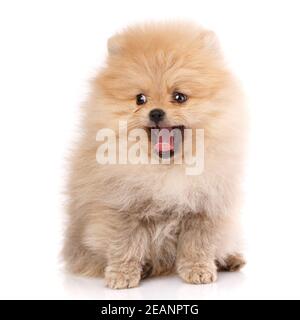 Hunderasse Pommersche Spitz auf weißem Hintergrund. Stockfoto