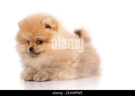 Schöner pommerscher Spitz auf weißem Hintergrund. Stockfoto