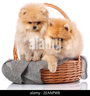 Zwei pommersche Spitz spielen in einem Weidenkorb. Stockfoto