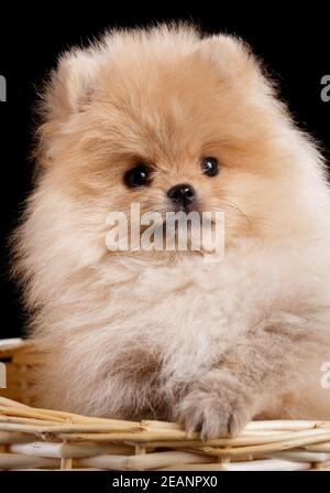 Langhaarige rote pommersche Spitz Welpe sitzt in einem Weidenkorb. Stockfoto
