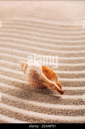 Meeresmuschel auf dem Sand. Sommer Strand Hintergrund. Nahaufnahme. Für Text platzieren. Stockfoto
