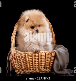 Schöner pommerischer Spitz in einem Korbkorb. Stockfoto