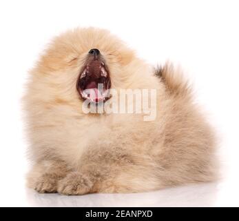 Pommerschen Hund gähnt weit auf einem weißen Hintergrund. Stockfoto