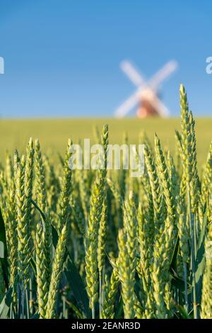 John Webb's Mill (Lowe's Mill), Thaxted, Essex, England, Vereinigtes Königreich, Europa Stockfoto