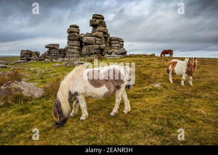 Wilde Dartmoor Ponys am Staple Tor in der Nähe von Merrivale, Dartmoor National Park, Devon, England, Großbritannien, Europa Stockfoto