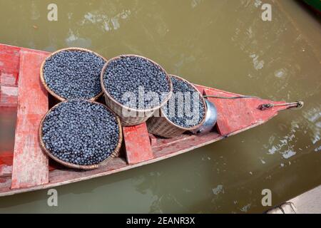 Frische acai-Beeren Früchte in Strohkörben in einem roten Boot im Amazonas-Regenwald, Brasilien. Konzept von Natur, Umwelt, Naturschutz, Biodiversität. Stockfoto