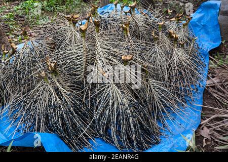 Trauben von frischen acai-Beeren Früchte auf blauer Leinwand während der Ernte im amazonas-Regenwald, Brasilien. Selektiver Fokus. Essen, gesund, Umwelt. Stockfoto