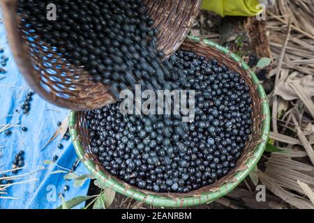 Nahaufnahme von frischen acai-Beeren fallen in Strohkorb während der Ernte im amazonas-Regenwald, Brasilien. Selektiver Fokus. Konzept der Ernährung, gesund. Stockfoto