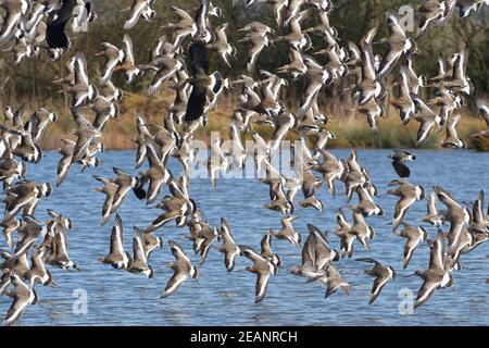 Schwarzschwanzgodwit (Limosa limosa) Flock fliegen tief über einem flachen See, Gloucestershire, England, Großbritannien, Europa Stockfoto