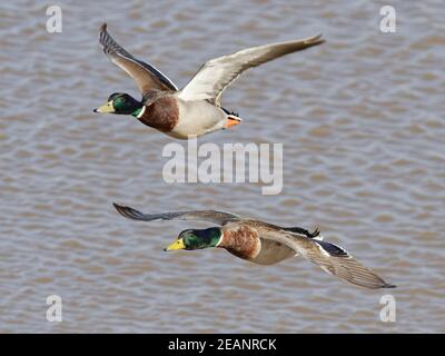 Zwei Mallard (Anas platyrhynchos) Drakes fliegen über überflutetem Weideland, Gloucestershire, England, Großbritannien, Europa Stockfoto