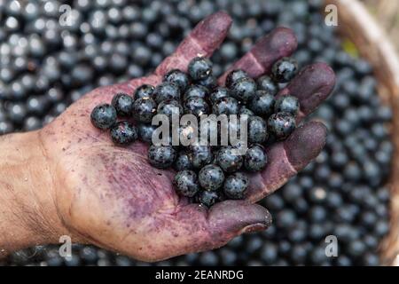 Nahaufnahme der frischen acai-Beere Früchte in der schmutzigen Hand des Menschen während der Ernte im amazonas-Regenwald, Brasilien. Selektiver Fokus. Konzept der Ernährung, gesund. Stockfoto