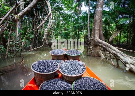 Frische acai-Beeren Früchte in Strohkörben in Boot und Wald Bäume im Amazonas-Regenwald, Brasilien. Konzept von Umwelt, Naturschutz, Biodiversität. Stockfoto