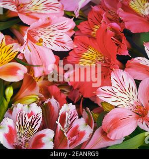 Das Bouquet der Orchideen ist schön, frisch, leuchtend rot und gelb. Blumenhintergrund. Stockfoto