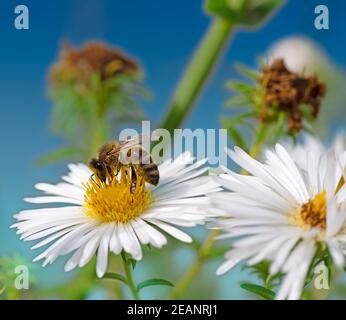 Bienen sammeln Nektar bei einer weißen Asterblüte Stockfoto