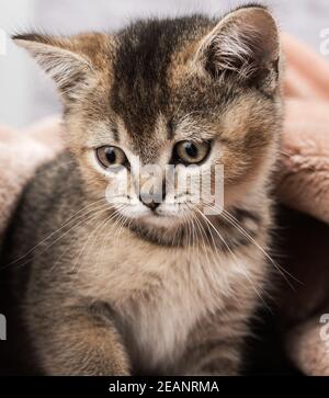 Kätzchen golden getickt britischen Chinchilla gerade Stockfoto