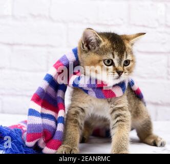 Kätzchen golden getickt britische Chinchilla gerade sitzt auf einem weißen Hintergrund Stockfoto
