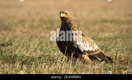 Starker östlicher Kaiseradler, der im Herbst auf einer Wiese mit trockenem gelben Gras sitzt. Stockfoto