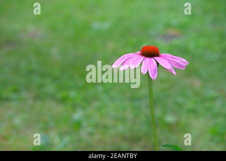 Lila Echinacea Blume auf grün verschwommen Natur Hintergrund aus nächster Nähe. Minimalismus Stockfoto