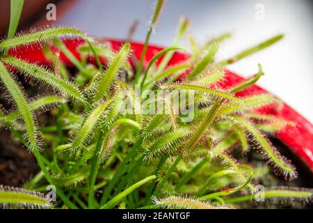 Sonnentauben, Drosera capensis fleischfressende Pflanze Nahaufnahme Stockfoto