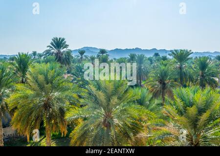 Üppige Oase rund um die Festung Nizwa im Oman. Stockfoto