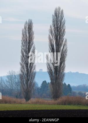 Pappelbäume im Winter mit Kapelle im Hintergrund Burgenland Stockfoto