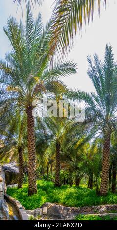 Blick auf eine Oase mit typischem Falaj Bewässerungssystem im Dorf Misfat al abriyeen im Oman. Stockfoto