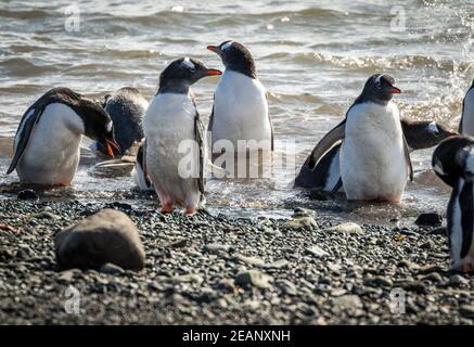 Gentoo Pinguine am Strand (Pygoscelis papua), Antarktis Stockfoto