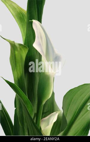 Blühende Calla (Zantedeschia aethiopica), eine schöne Zimmerpflanze Stockfoto