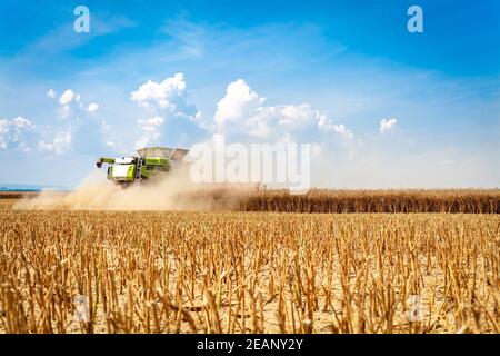 Harvester erntet reifes Getreide auf dem Feld Stockfoto