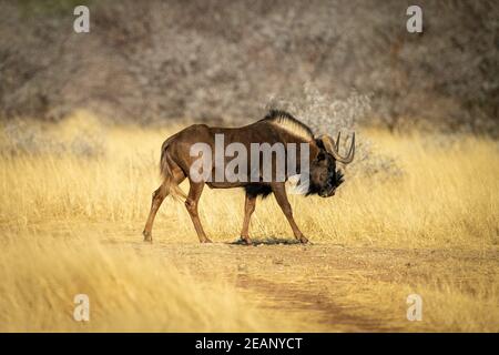 Black Gnus geht über die Strecke im Profil Stockfoto